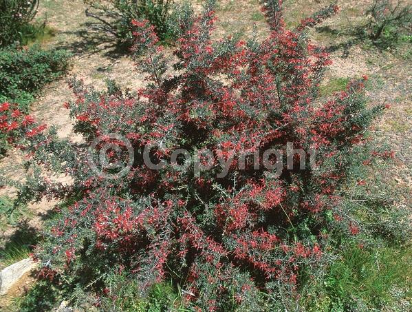 Red blooms; Yellow blooms; Evergreen