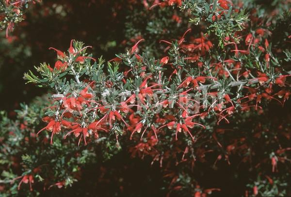 Red blooms; Yellow blooms; Evergreen