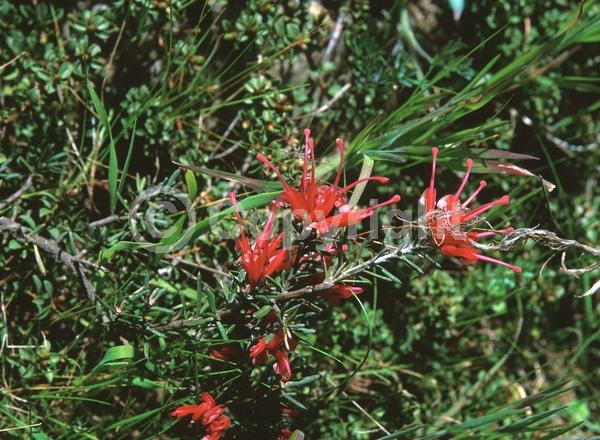 Red blooms; Yellow blooms; Evergreen
