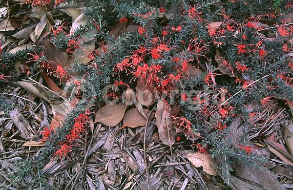 Red blooms; Pink blooms; Evergreen