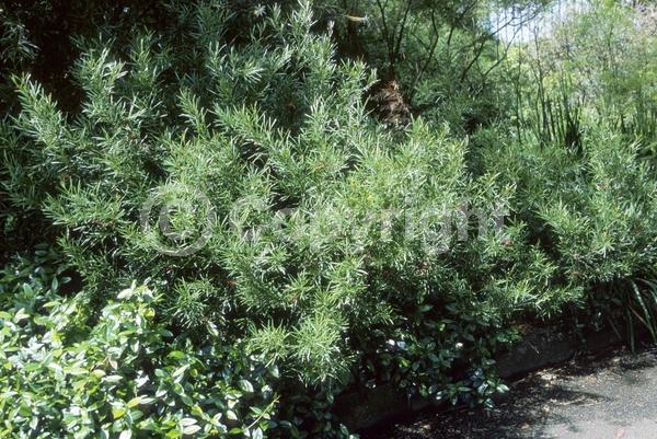 Red blooms; Evergreen; Broadleaf