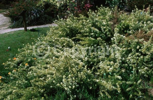 Yellow blooms; White blooms; Evergreen