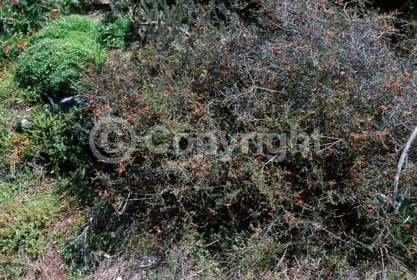 Orange blooms; Evergreen