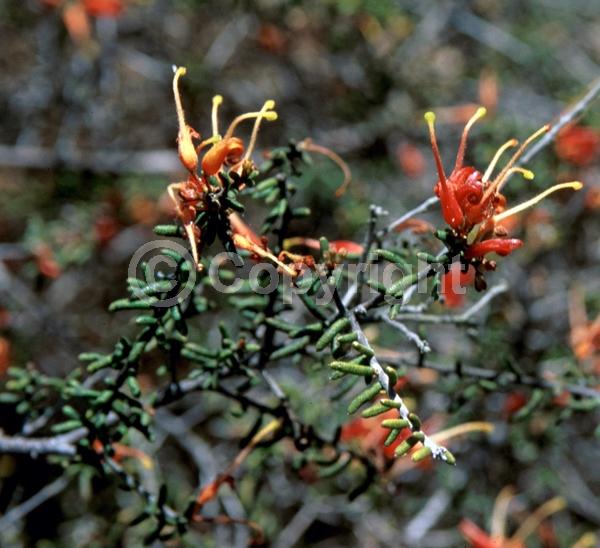 Orange blooms; Evergreen