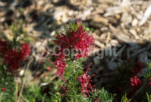White blooms; Pink blooms; Evergreen