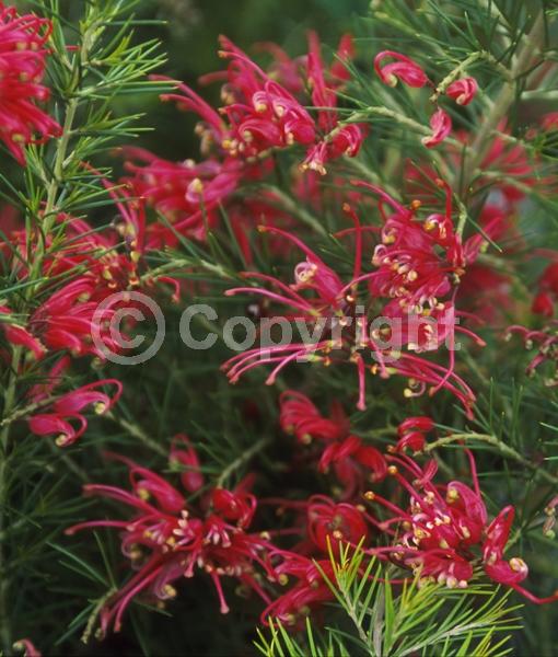 White blooms; Pink blooms; Evergreen