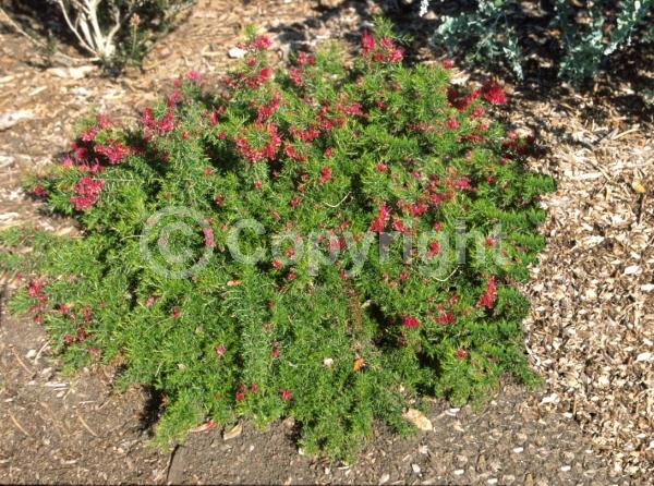 White blooms; Pink blooms; Evergreen