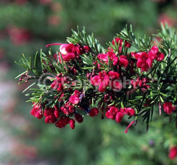 Red blooms; White blooms; Pink blooms; Evergreen; Broadleaf