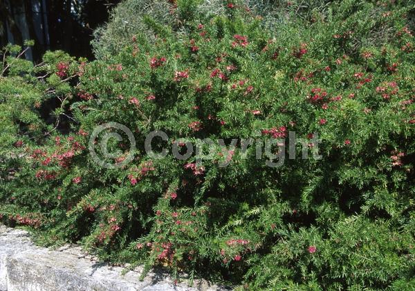Red blooms; White blooms; Pink blooms; Evergreen; Broadleaf