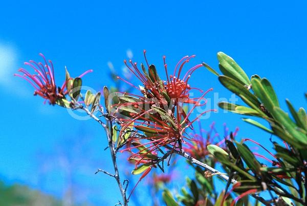 Red blooms; Evergreen