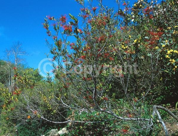 Red blooms; Evergreen