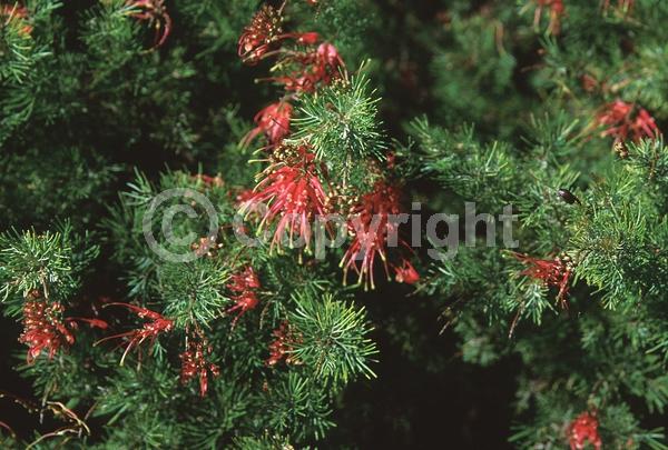 Red blooms; Evergreen