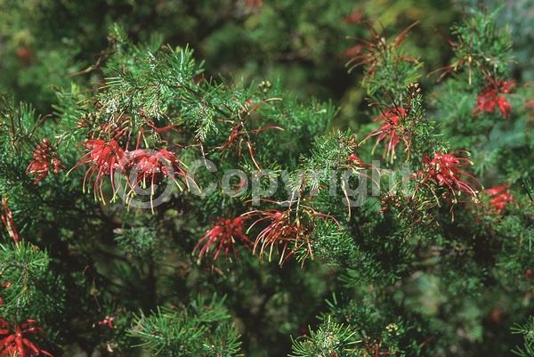 Red blooms; Evergreen