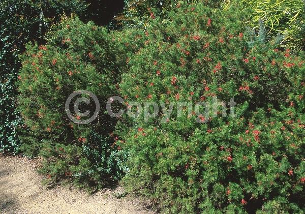 Red blooms; Evergreen