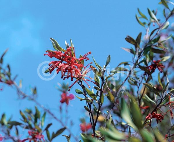 Red blooms; Evergreen