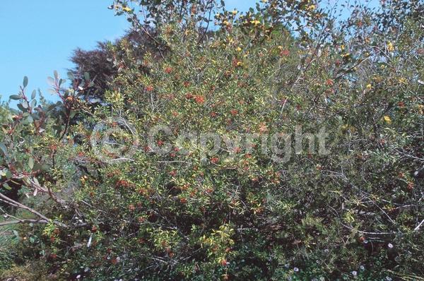 Red blooms; Evergreen