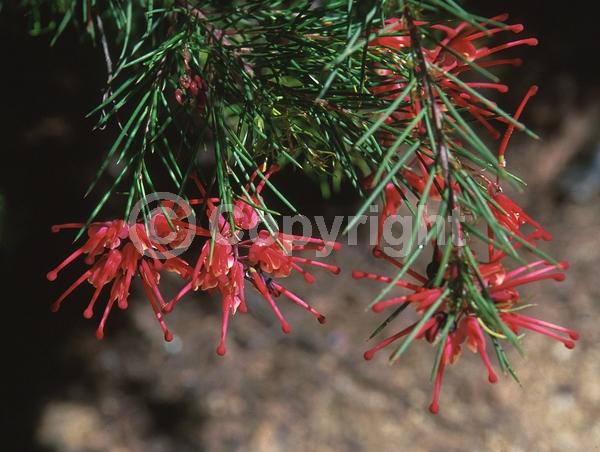 Red blooms; Semi-evergreen