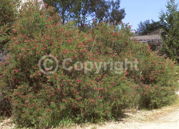 Red blooms; Semi-evergreen