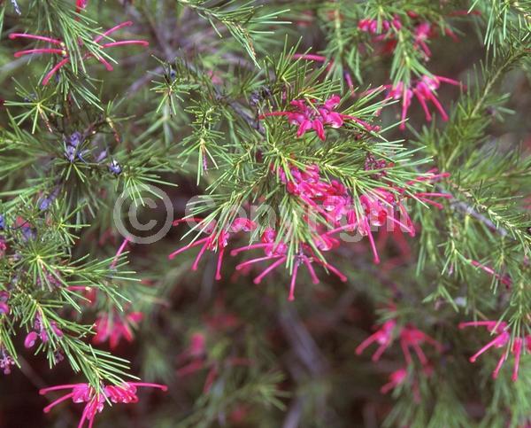 Red blooms; Semi-evergreen