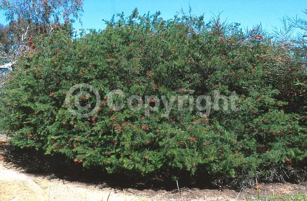 Red blooms; Semi-evergreen
