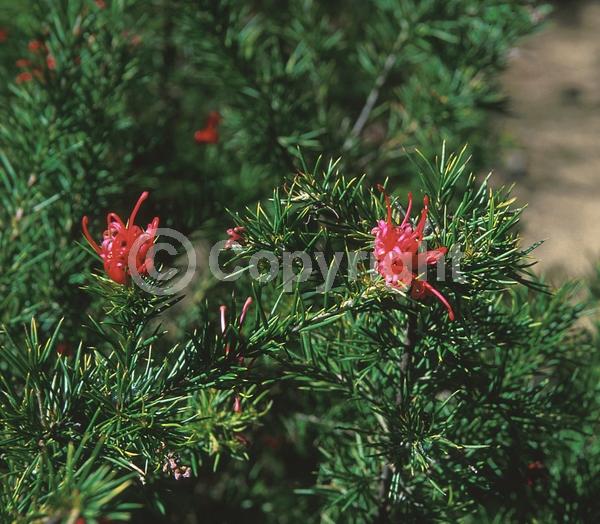 Red blooms; Evergreen