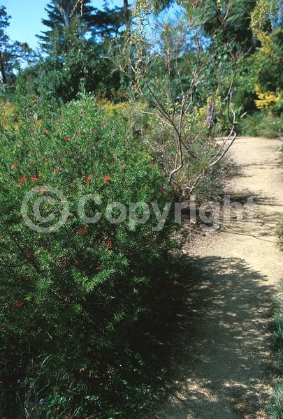 Red blooms; Evergreen