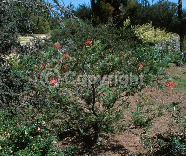 Red blooms; Orange blooms; Evergreen