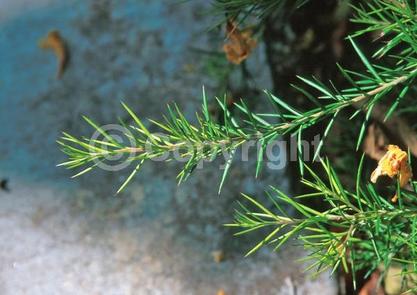 White blooms; Pink blooms; Semi-evergreen