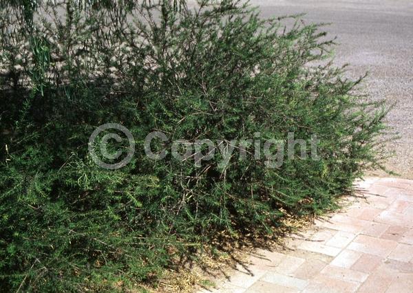 White blooms; Pink blooms; Semi-evergreen
