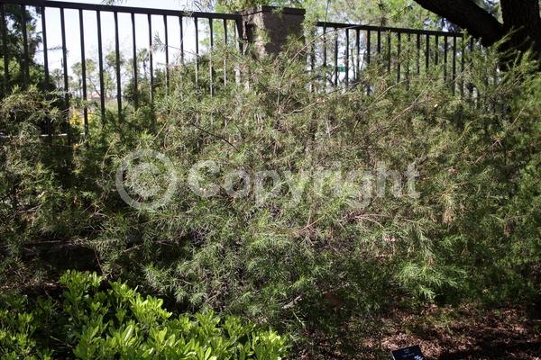 White blooms; Pink blooms; Semi-evergreen