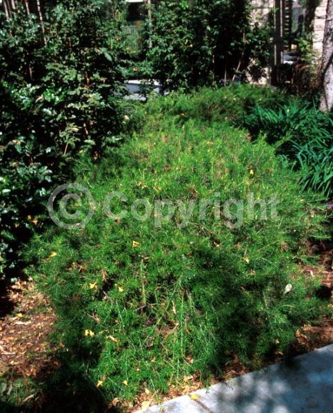 White blooms; Pink blooms; Semi-evergreen