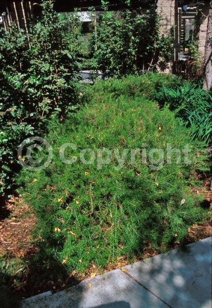 White blooms; Pink blooms; Semi-evergreen