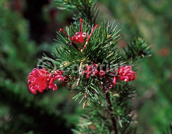 Red blooms; Orange blooms; Evergreen