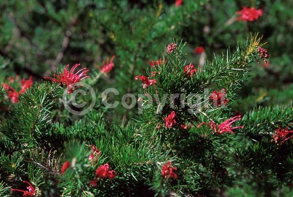 Red blooms; Orange blooms; Evergreen