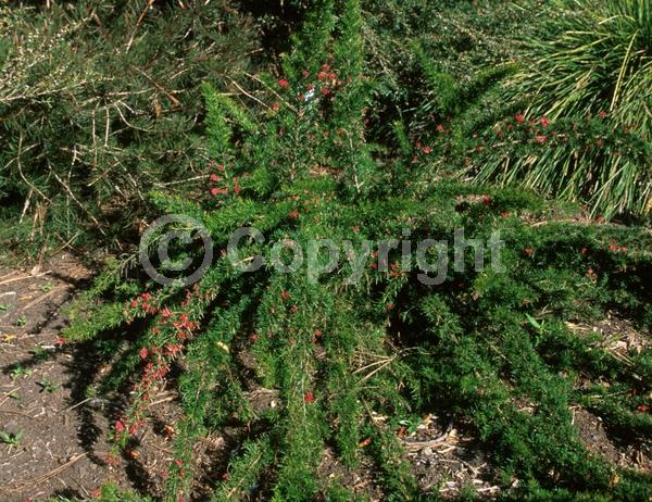 Red blooms; Orange blooms; Evergreen