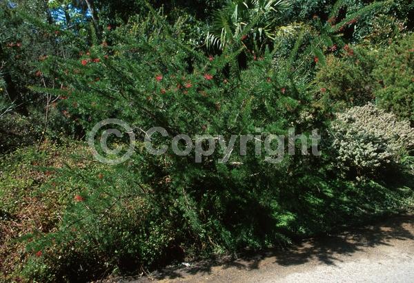 Red blooms; Orange blooms; Evergreen