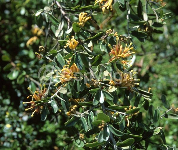 Red blooms; Orange blooms; Yellow blooms; Evergreen; Broadleaf