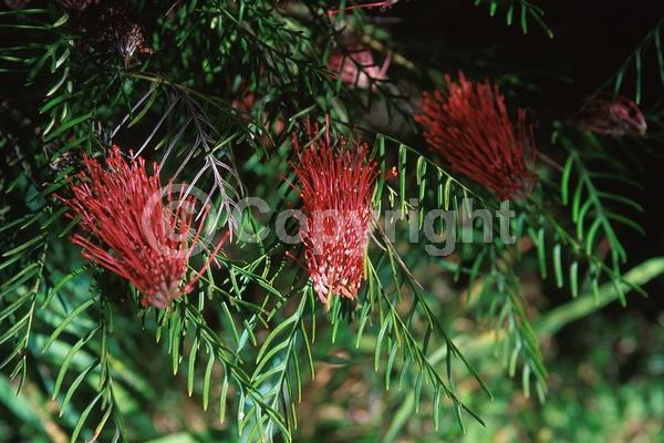 Red blooms; Evergreen
