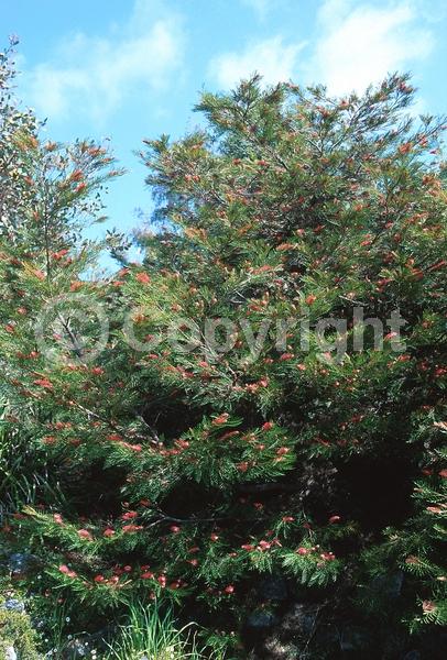 Red blooms; Evergreen