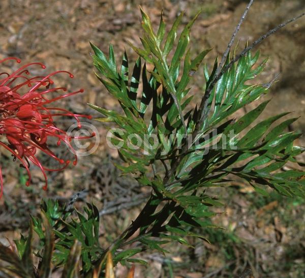 Red blooms; Evergreen