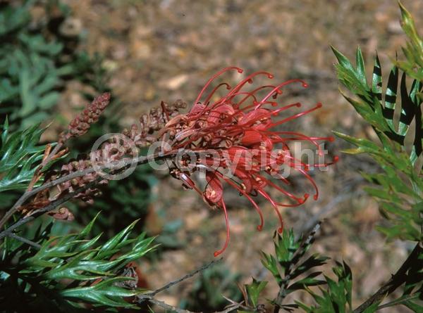 Red blooms; Evergreen