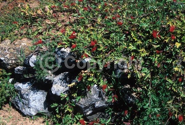 Red blooms; Pink blooms; Evergreen