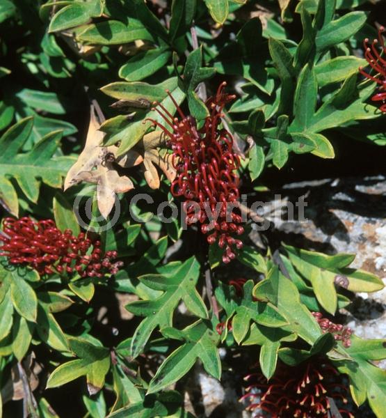 Red blooms; Pink blooms; Evergreen