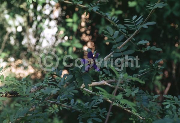 Blue blooms; Evergreen; Needles or needle-like leaf; North American Native