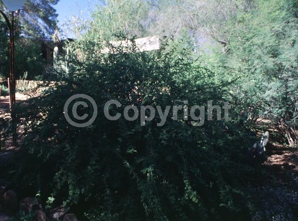 Blue blooms; Evergreen; Needles or needle-like leaf; North American Native