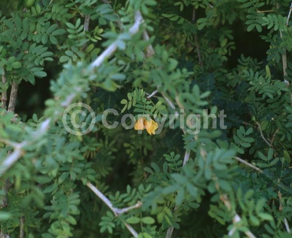 Blue blooms; Evergreen; Needles or needle-like leaf; North American Native