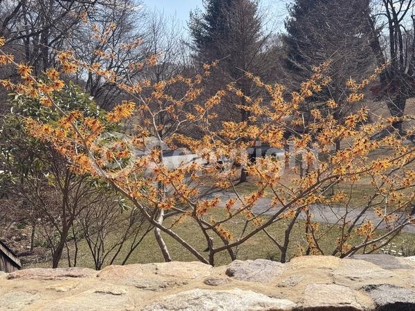 Red blooms; Orange blooms; Deciduous