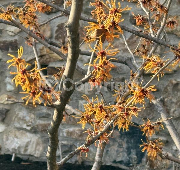 Red blooms; Orange blooms; Deciduous