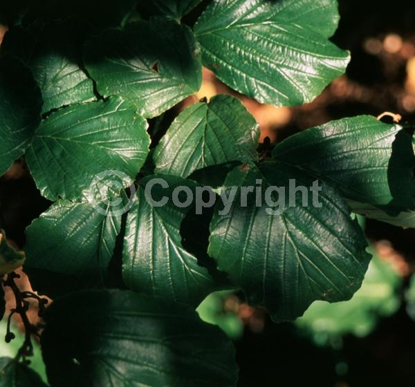 Red blooms; Deciduous; Broadleaf