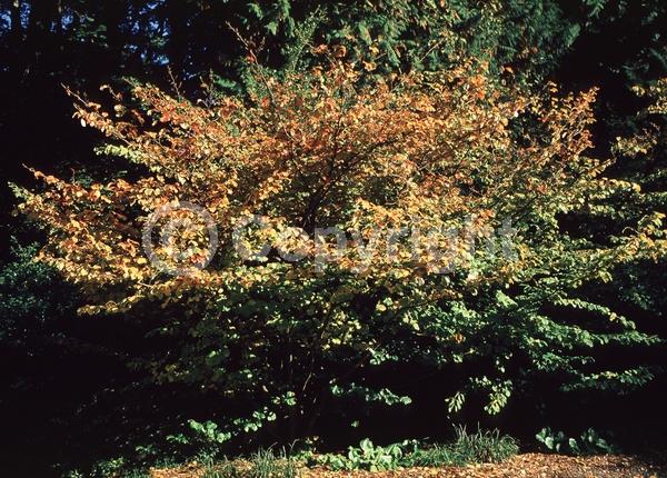 Red blooms; Deciduous; Broadleaf